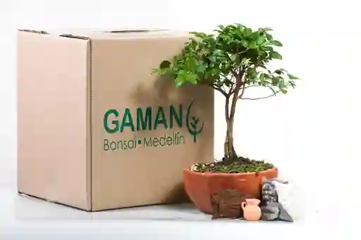 Guayabo (jaboticaba)