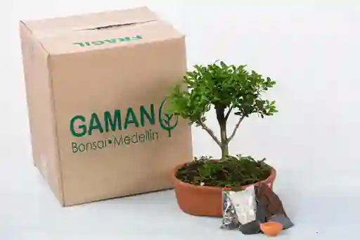 Buxus (boj)