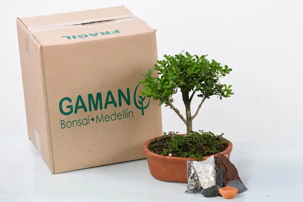 Buxus (boj)