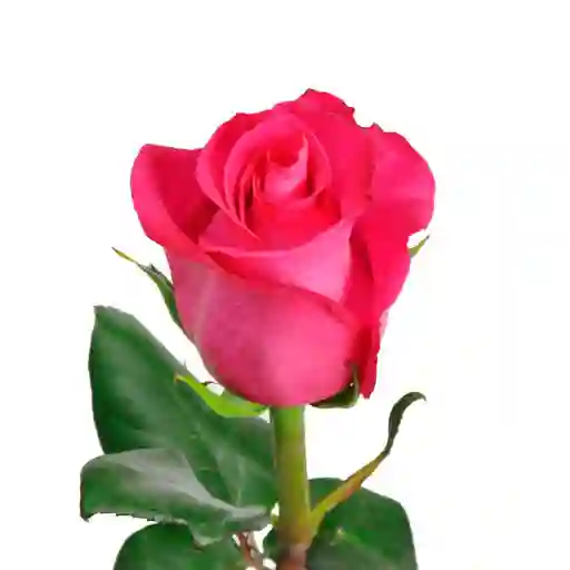 Rosa Fucsia Unidad