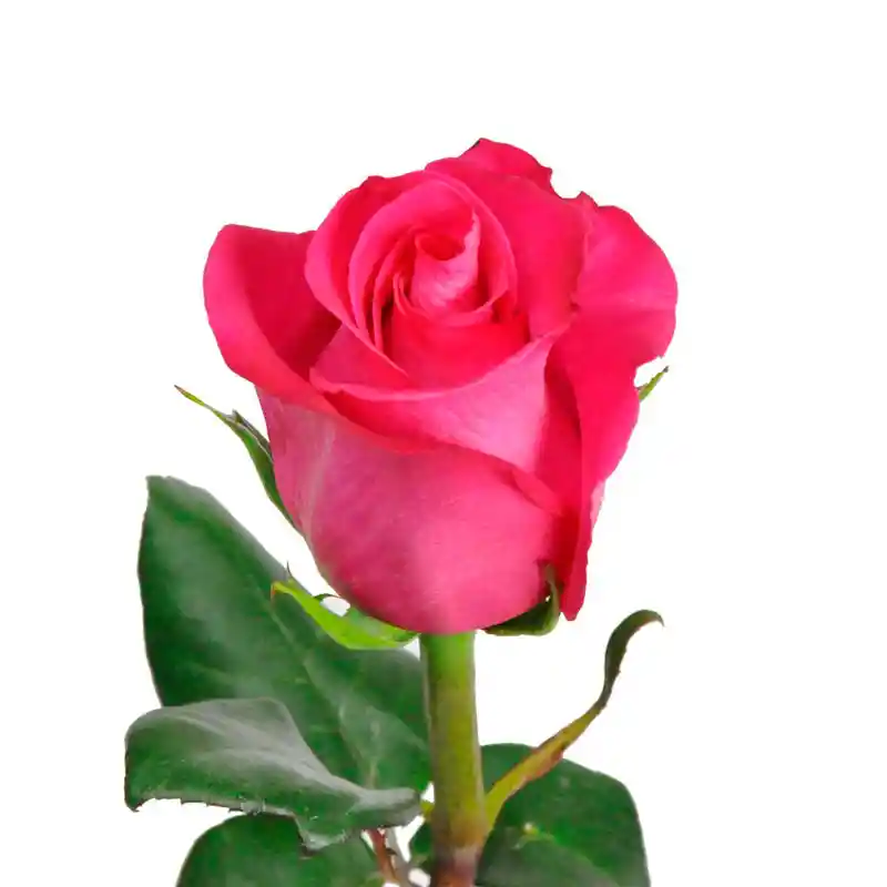 Rosa Fucsia Unidad