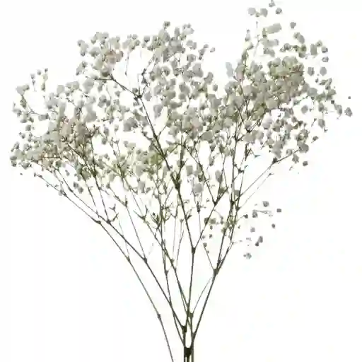 Gipsofilia Paquete