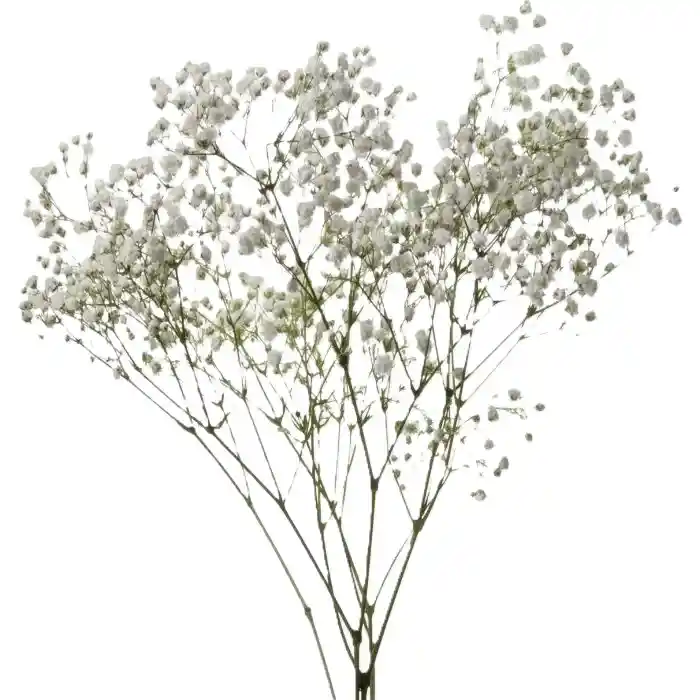 Gipsofilia Paquete