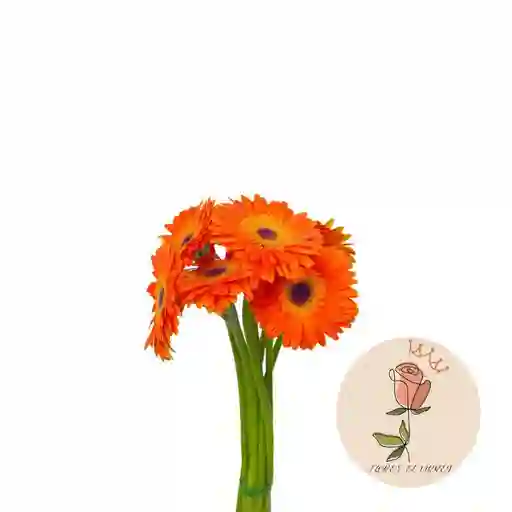 Gerberas Naranjas En Paquete