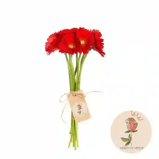 Gerberas Roja En Paquete
