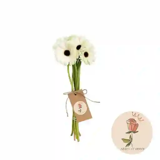 Gerberas Blanca En Paquete