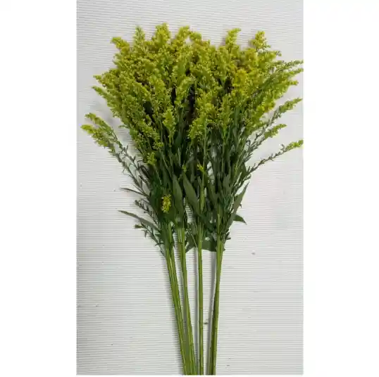 Solidago Amarillo Para Follaje