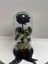 Rosa Preservada Negra