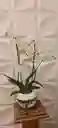 Orquídea Blanca En Base
