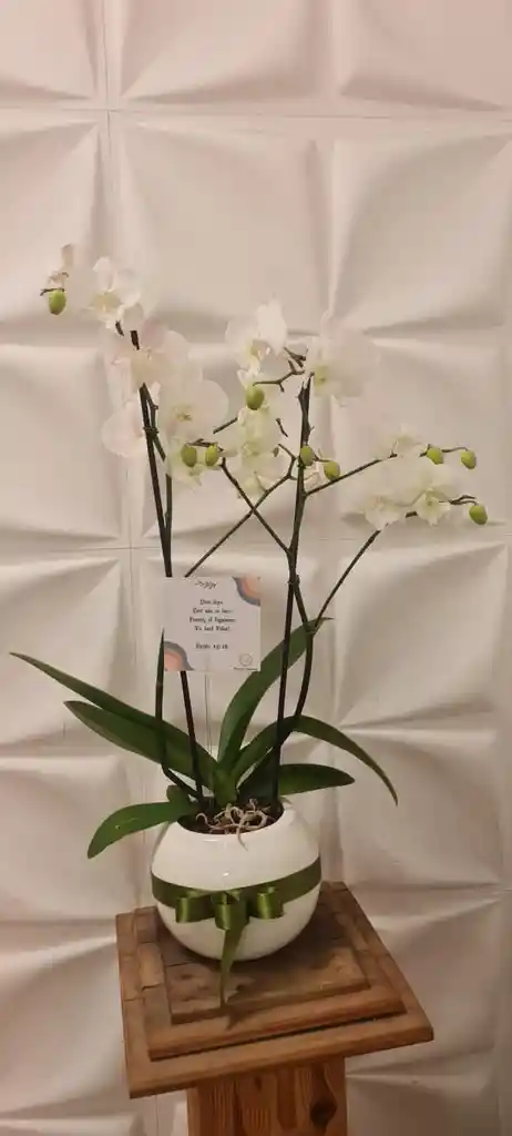 Orquídea Blanca En Base