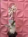 Orquídea Blanca En Base