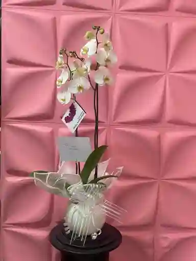 Orquídea Blanca En Base
