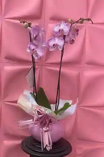 Orquídea Rosado Jaspeada