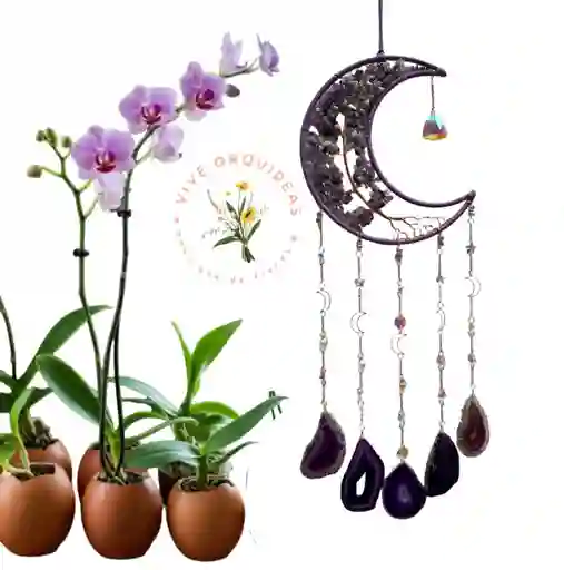 Orquídea Grande Dos Varas Con Atrapa Sueños Luna Y Piedra Amatista