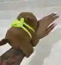 Pulcera Peluche Capibara + Movimiento De Cola + Musical