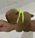 Pulcera Peluche Capibara + Movimiento De Cola + Musical