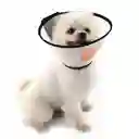 Collar Isabelino Transparente 49,5-56cm