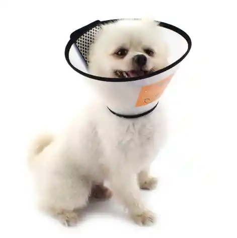 Collar Isabelino Transparente 49,5-56cm