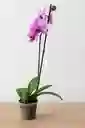 Orquidea Rosada Con Centro Fucsia X1 Tallo