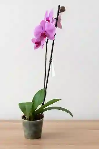 Orquidea Rosada Con Centro Fucsia X1 Tallo