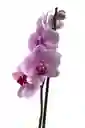 Orquidea Rosada Con Centro Fucsia X1 Tallo