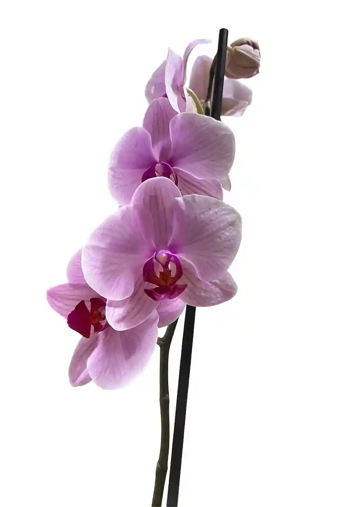 Orquidea Rosada Con Centro Fucsia X1 Tallo