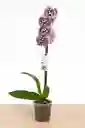 Orquídea Blanca Con Pintas Fucsias X1 Tallo