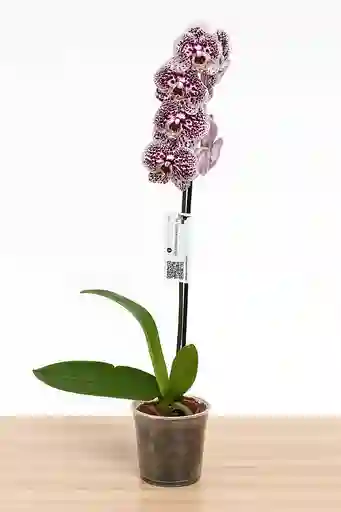 Orquídea Blanca Con Pintas Fucsias X1 Tallo