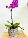 Orquidea Mediana Premium En Matera De Cerámica