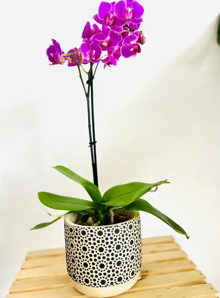 Orquidea Mediana Premium En Matera De Cerámica