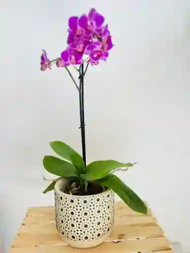 Orquidea Mediana Premium En Matera De Cerámica