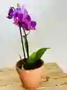 Orquidea Mini En Matera De Barro