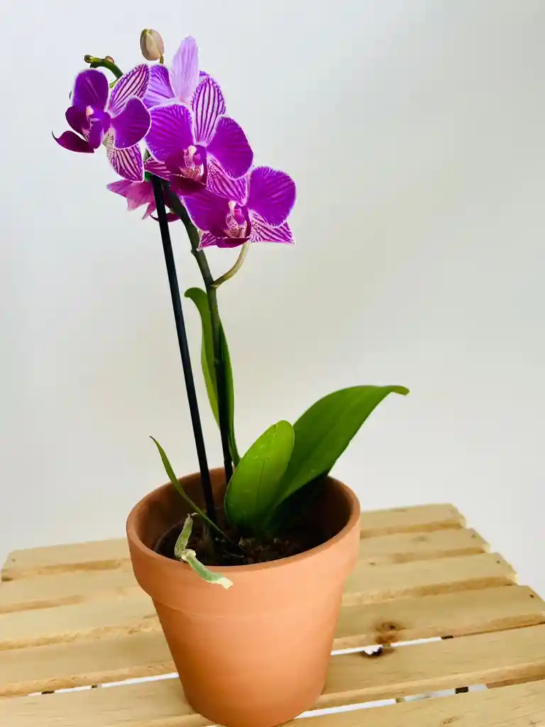 Orquidea Mini En Matera De Barro