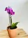 Orquidea Mini En Matera De Barro
