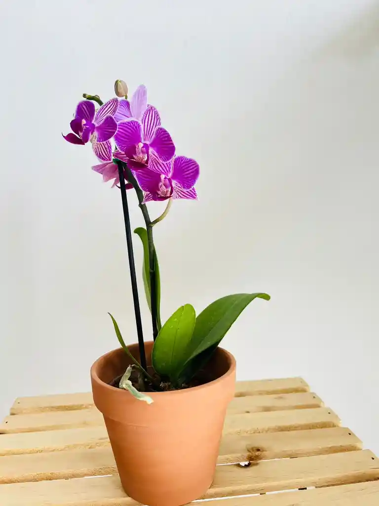 Orquidea Mini En Matera De Barro