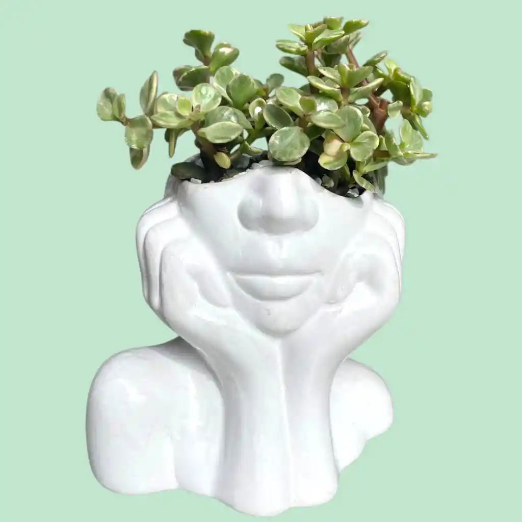 Suculenta Rostro Cerámica Blanca