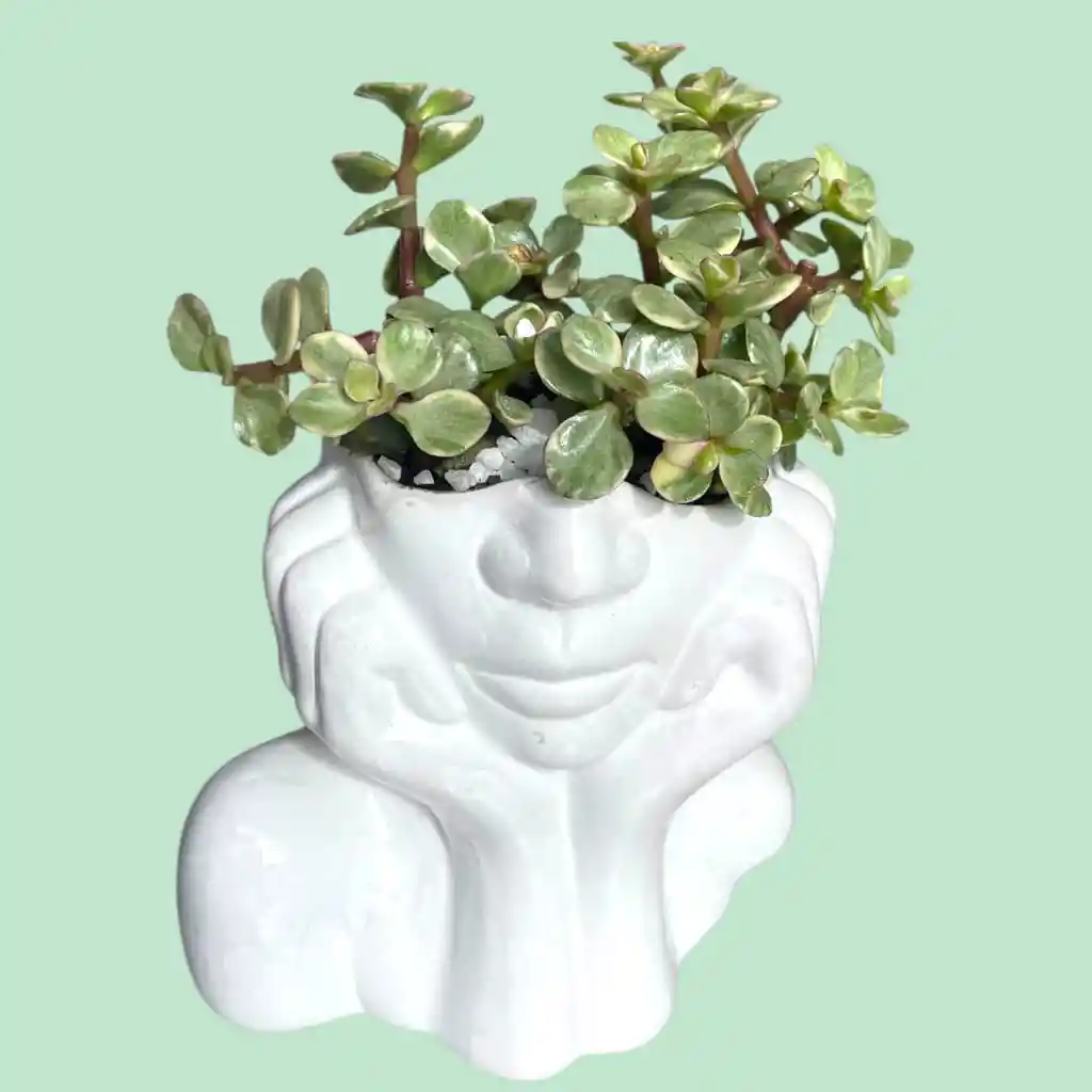 Suculenta Rostro Cerámica Blanca