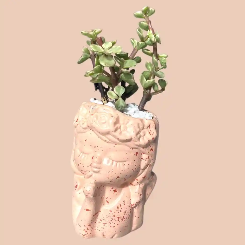 Suculenta Mini Rostro Cerámica Rosa Pastel