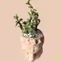 Suculenta Mini Rostro Cerámica Rosa Pastel