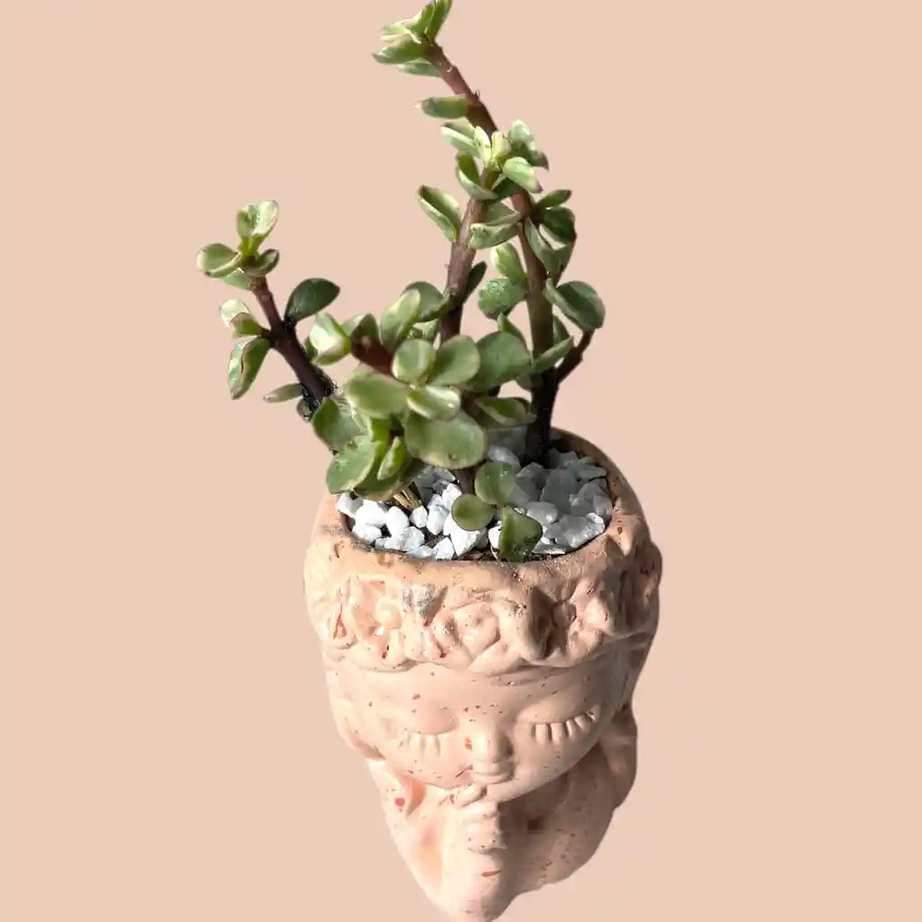 Suculenta Mini Rostro Cerámica Rosa Pastel