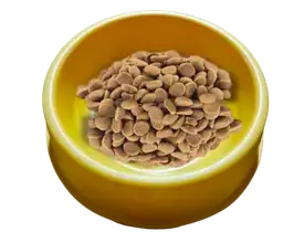 Plato Comedero Para Perro Y Gato Colores Surtidos 16cm