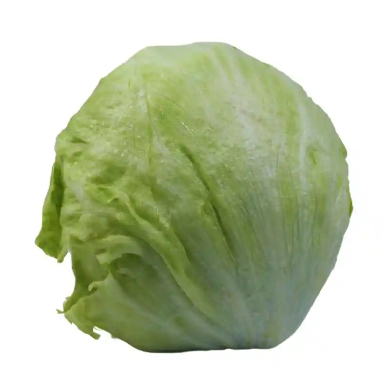 Lechuga Batavia Precio Por Kg