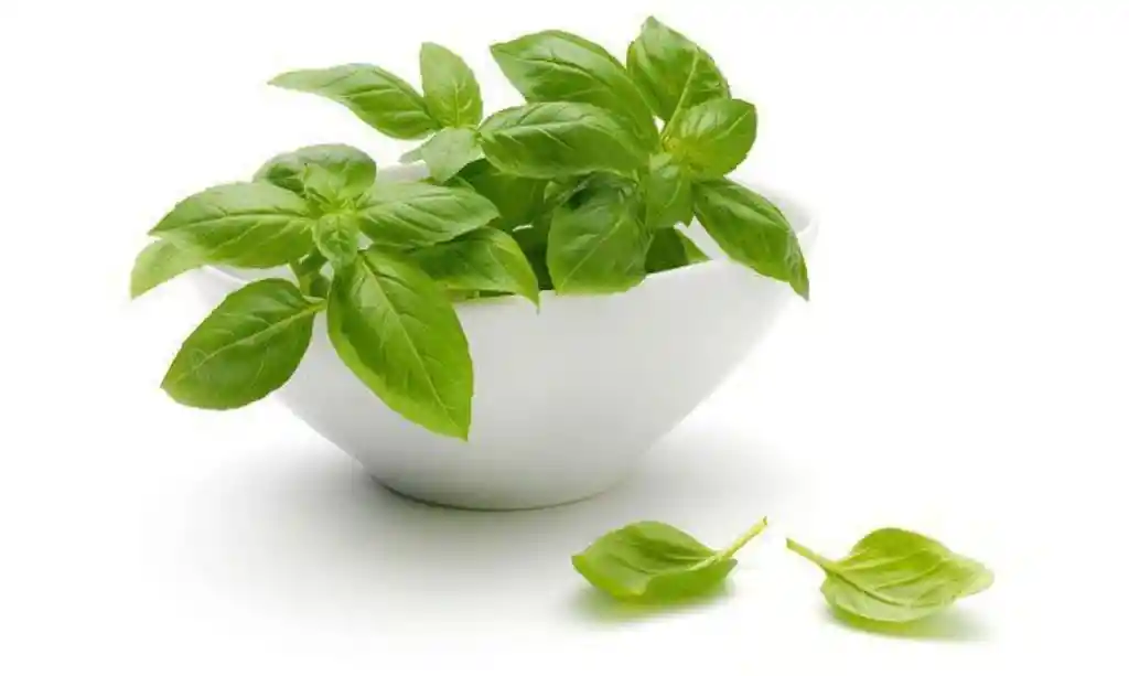 Albahaca Deshidratada Molida