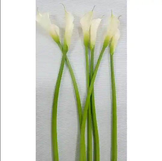 Cartuchos X 6 Flores
