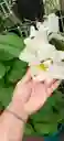 Orquideas Cattleyas