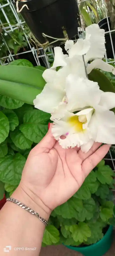 Orquideas Cattleyas
