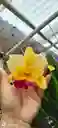 Orquideas Cattleyas
