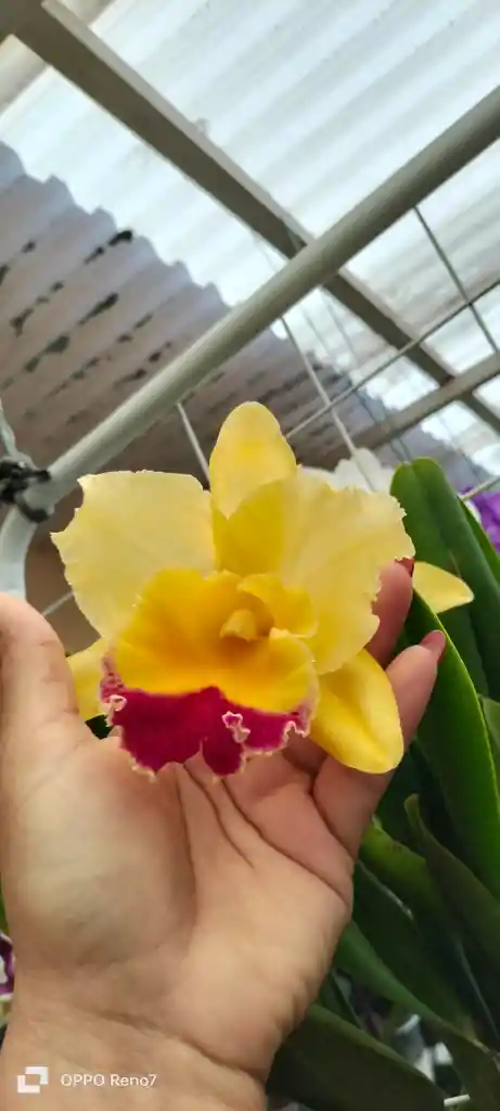 Orquideas Cattleyas
