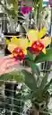 Orquideas Cattleyas