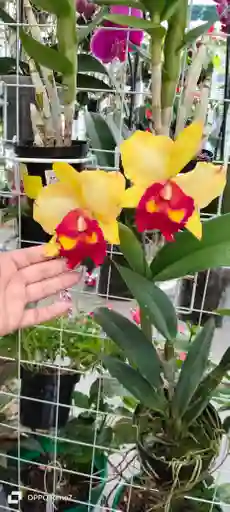 Orquideas Cattleyas